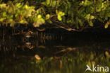 Greater Painted-snipe (Rostratula benghalensis)