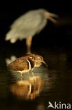 Greater Painted-snipe (Rostratula benghalensis)