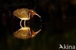 Greater Painted-snipe (Rostratula benghalensis)