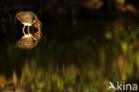 Greater Painted-snipe (Rostratula benghalensis)