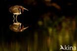 Greater Painted-snipe (Rostratula benghalensis)