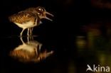 Greater Painted-snipe (Rostratula benghalensis)