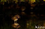 Greater Painted-snipe (Rostratula benghalensis)