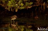 Greater Painted-snipe (Rostratula benghalensis)