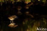 Greater Painted-snipe (Rostratula benghalensis)