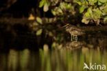 Greater Painted-snipe (Rostratula benghalensis)
