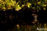 Greater Painted-snipe (Rostratula benghalensis)