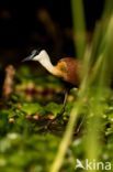 Afrikaanse Jacana