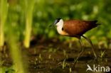 Afrikaanse Jacana