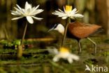 Afrikaanse Jacana