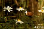 Afrikaanse Jacana