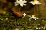 Afrikaanse Jacana