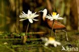 Afrikaanse Jacana