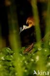 Afrikaanse Jacana