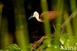 Afrikaanse Jacana