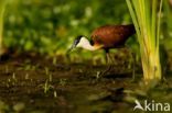 Afrikaanse Jacana