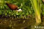 Afrikaanse Jacana