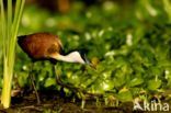 Afrikaanse Jacana