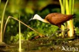 Afrikaanse Jacana