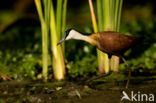 Afrikaanse Jacana