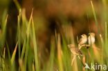 Northern Red Bishop (Euplectes franciscanus)