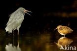 Black Heron / Black Egret (Egretta ardesiaca)