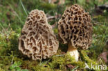 Gewone morielje (Morchella esculenta)