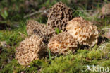 Common morel (Morchella esculenta)