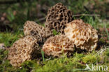 Gewone morielje (Morchella esculenta)