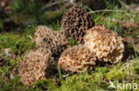 Gewone morielje (Morchella esculenta)