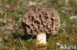 Common morel (Morchella esculenta)