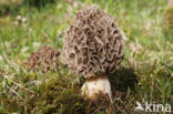 Common morel (Morchella esculenta)