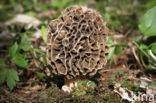 Common morel (Morchella esculenta)