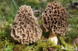 Common morel (Morchella esculenta)