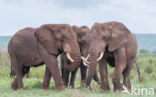 African elephant (Loxodonta africana)