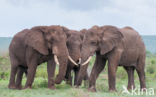 African elephant (Loxodonta africana)