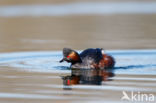 Geoorde Fuut (Podiceps nigricollis)