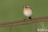 Whinchat (Saxicola rubetra)