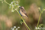 Whinchat (Saxicola rubetra)