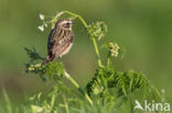 Whinchat (Saxicola rubetra)