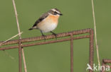 Whinchat (Saxicola rubetra)