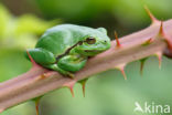 European Tree Frog (Hyla arborea)