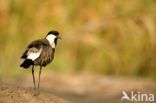 Spur-winged Plover (Vanellus spinosus)