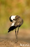 Spur-winged Plover (Vanellus spinosus)