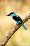 IJsvogel