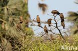 Black Kite (Milvus migrans)