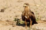 Black Kite (Milvus migrans)