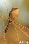 Yellow-billed Shrike (Corvinella corvina)