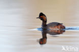 Geoorde Fuut (Podiceps nigricollis)