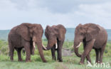 African elephant (Loxodonta africana)